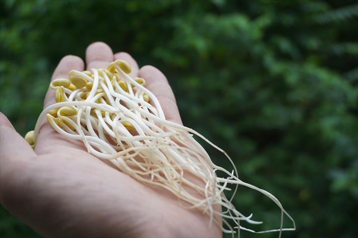 黃豆芽 產品圖片（圖片編號 114415）