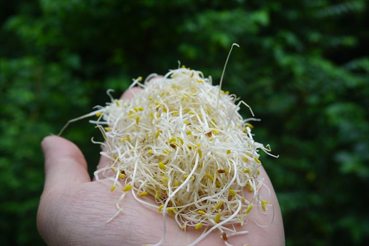苜宿芽 產品圖片（圖片編號 114416）