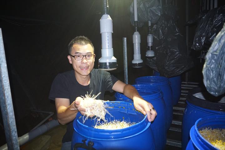 黃豆芽 產品圖片（圖片編號 114418）