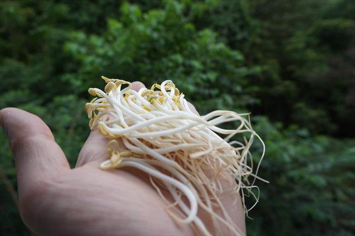 綠豆芽 產品圖片（圖片編號 114419）