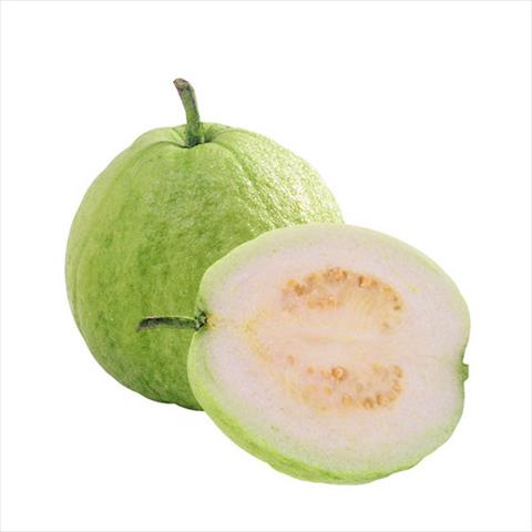 番石榴(芭樂) 產品圖片（產品編號 46034）