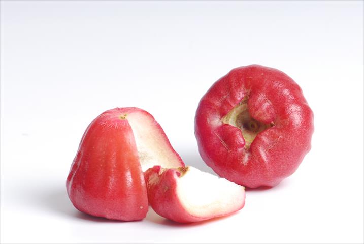 蓮霧 產品圖片（圖片編號 117537）