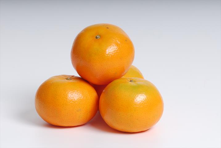 茂谷柑 產品圖片（圖片編號 118859）