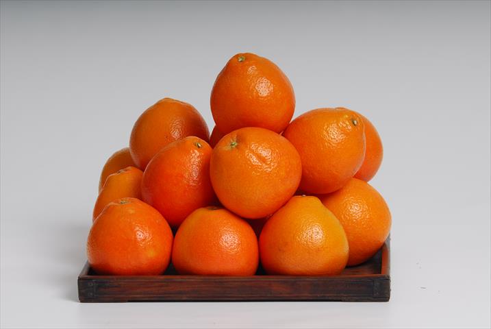 美人柑 產品圖片（圖片編號 118889）