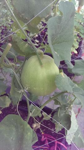 香瓜(美濃瓜) 產品圖片（圖片編號 129207）