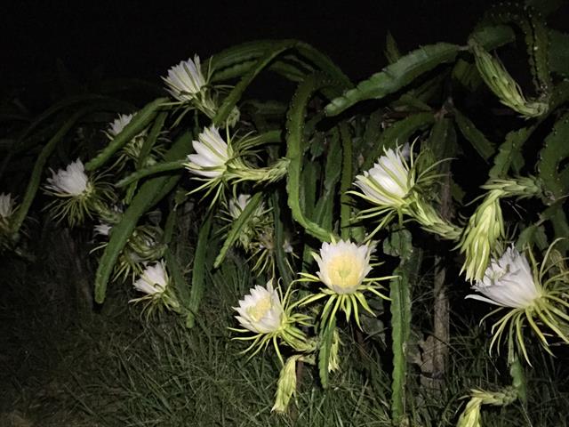 紅龍果 產品圖片（圖片編號 14528）