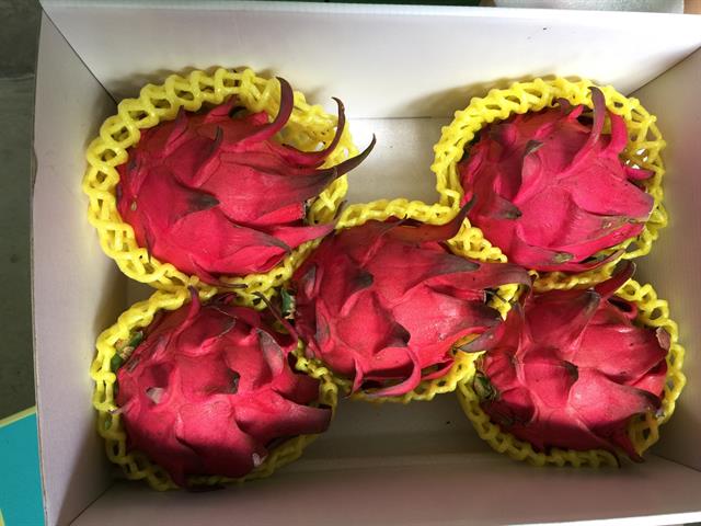 紅龍果 產品圖片（圖片編號 14529）
