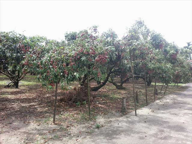 荔枝 產品圖片（圖片編號 149858）