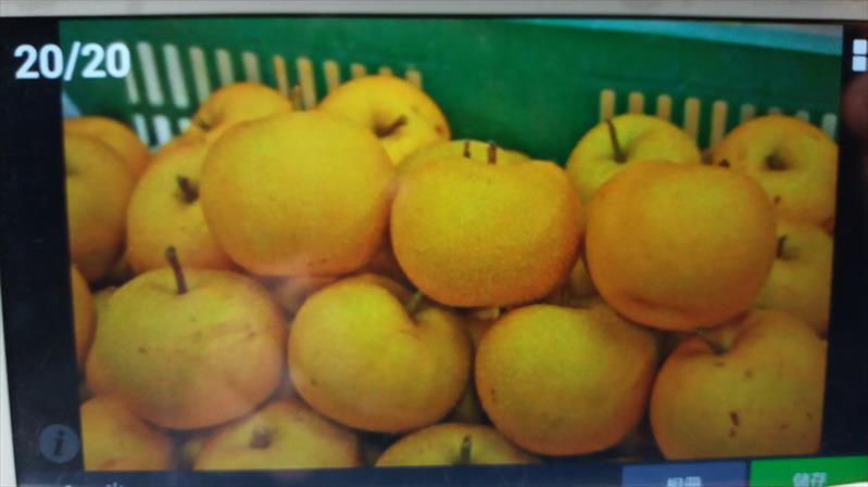 梨 產品圖片（圖片編號 162274）