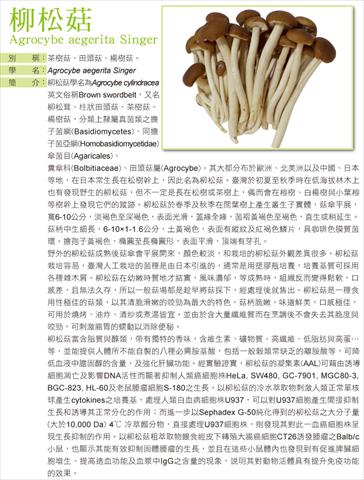 柳松菇 產品圖片（圖片編號 162533）