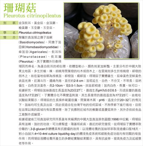 珊瑚菇 產品圖片（圖片編號 162535）