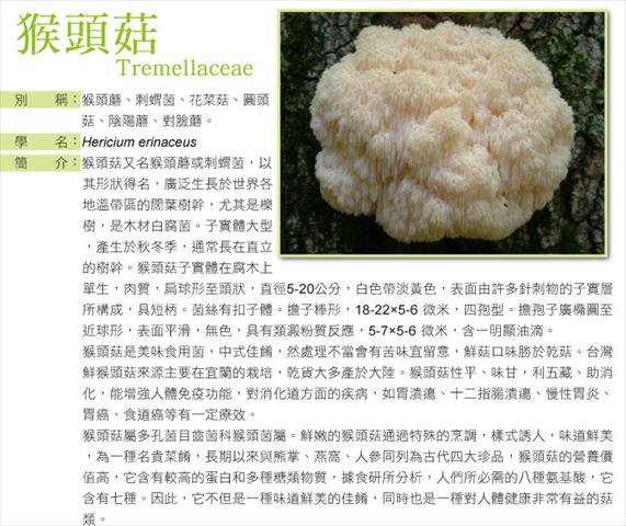 猴頭菇 產品圖片（圖片編號 162538）