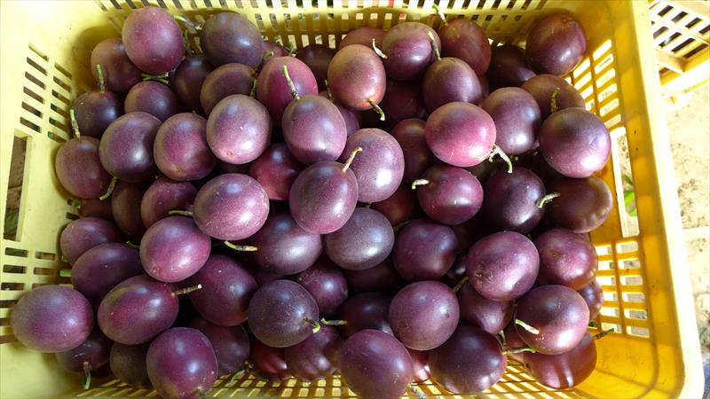 百香果 產品圖片（產品編號 37451）