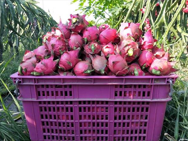 紅龍果 產品圖片（產品編號 184378）