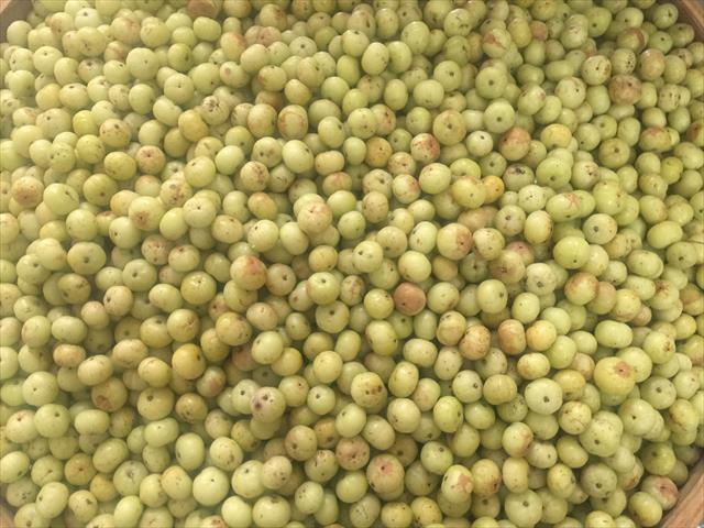 油甘 產品圖片（圖片編號 205143）