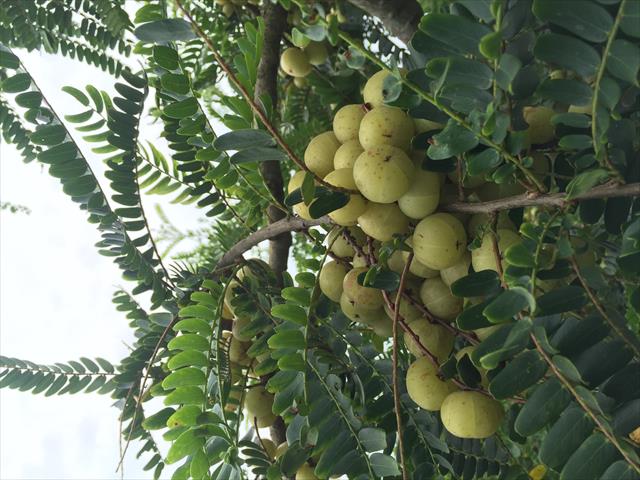 油甘 產品圖片（圖片編號 205144）