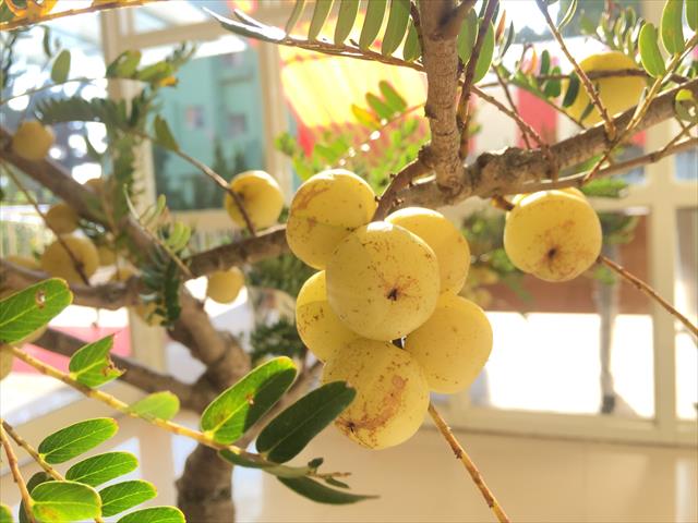 油甘 產品圖片（產品編號 208032）