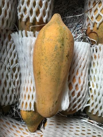 木瓜 產品圖片（產品編號 235532）
