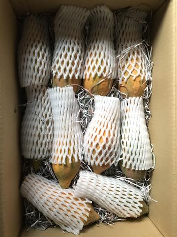 木瓜 產品圖片（圖片編號 227342）