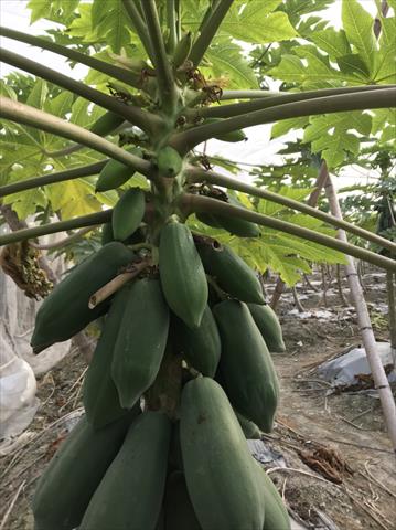 木瓜 產品圖片（圖片編號 227343）