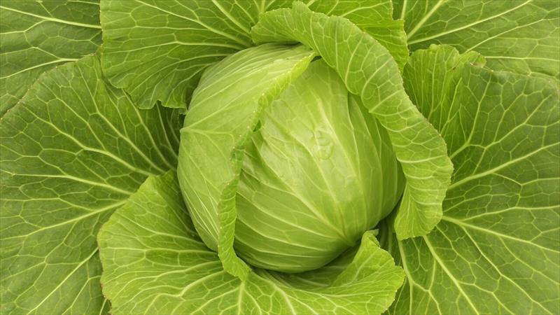 甘藍(高麗菜) 產品圖片（產品編號 238348）