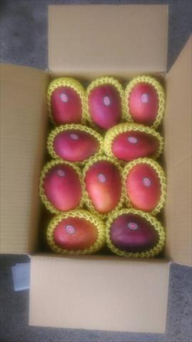 芒果 產品圖片（產品編號 241441）