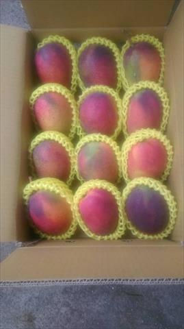 芒果 產品圖片（圖片編號 236327）
