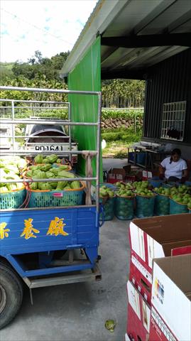 隼人瓜(佛手瓜、梨瓜) 產品圖片（圖片編號 256100）