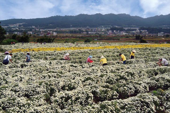食用花卉-乾燥花卉 產品圖片（產品編號 50546）