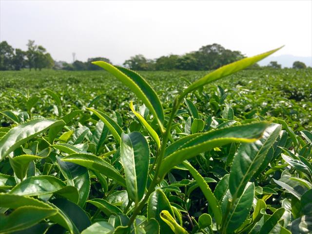 茶製品-茶 產品圖片（產品編號 50547）