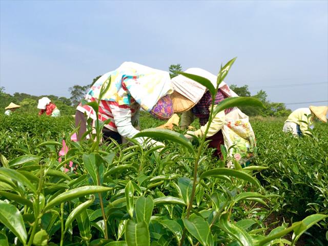 茶製品-茶 產品圖片（圖片編號 276250）