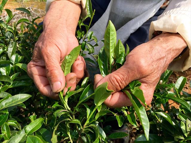 茶製品-茶 產品圖片（圖片編號 276251）