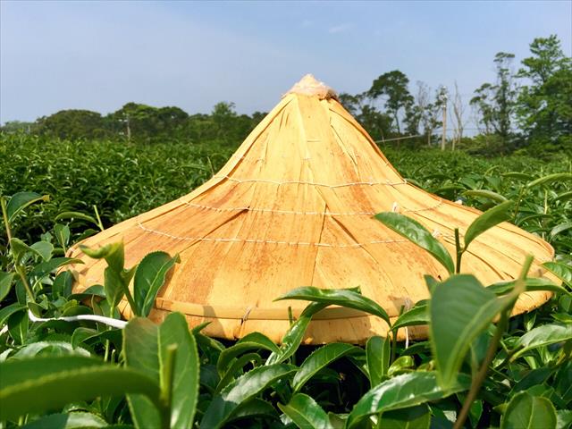 茶製品-茶 產品圖片（圖片編號 276252）
