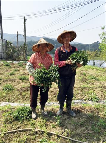 仙草乾 產品圖片（圖片編號 276271）