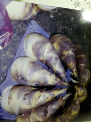 竹筍 產品圖片（產品編號 276330）