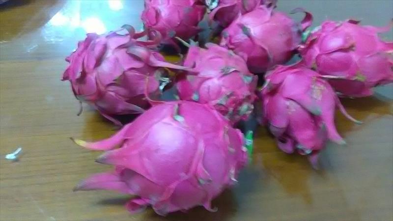 紅龍果 產品圖片（圖片編號 311708）