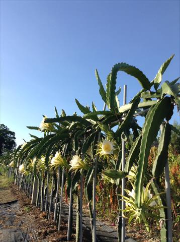 紅龍果 產品圖片（圖片編號 311712）