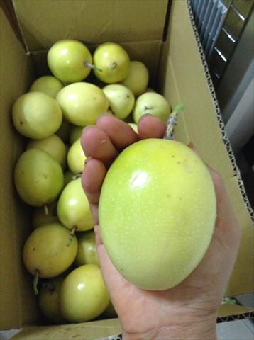 百香果 產品圖片（圖片編號 311714）