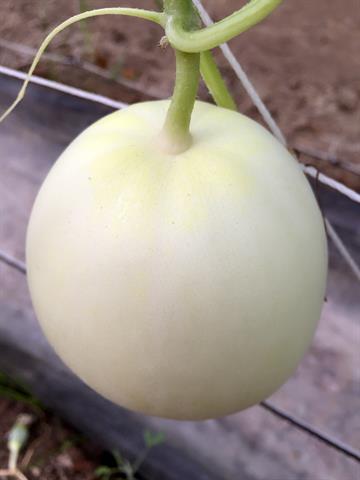 香瓜(美濃瓜) 產品圖片（圖片編號 32861）