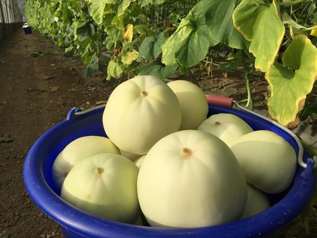 香瓜(美濃瓜) 產品圖片（圖片編號 32863）