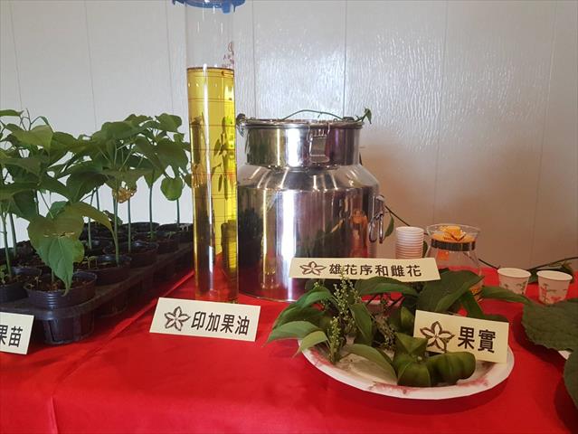 印加果 產品圖片（圖片編號 328810）