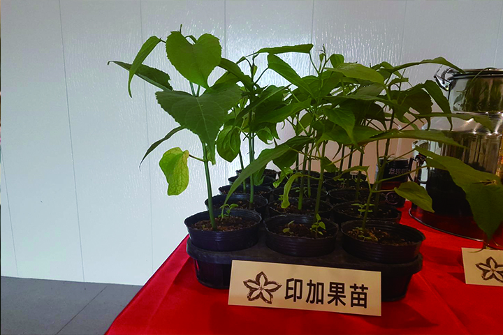 印加果 產品圖片（產品編號 305960）