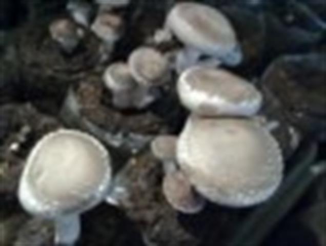 香菇 產品圖片（圖片編號 33490）