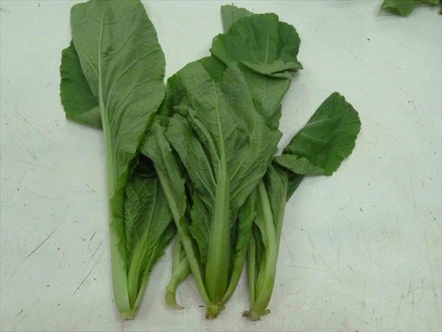 芥菜(刈菜) 產品圖片（產品編號 330529）