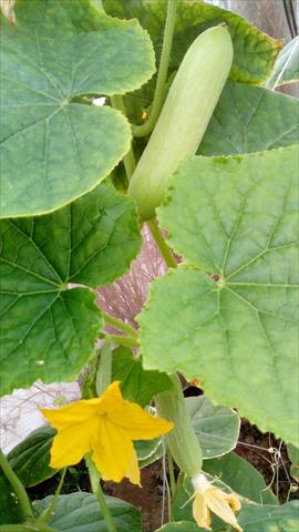 小黃瓜(花胡瓜) 產品圖片（圖片編號 369398）