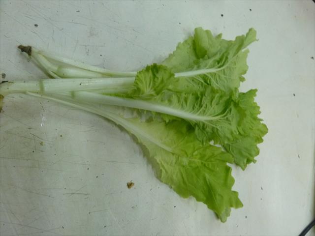 不結球白菜(小白菜,青梗白菜,蚵白菜) 產品圖片（產品編號 330525）