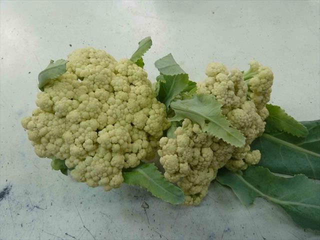 花椰菜 產品圖片（圖片編號 369406）