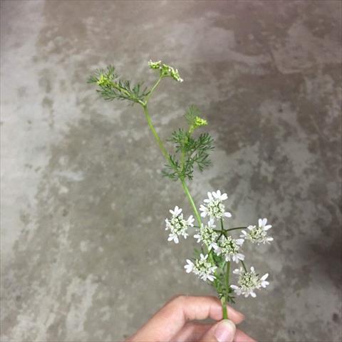 芫荽(胡荽,香菜) 產品圖片（圖片編號 369408）
