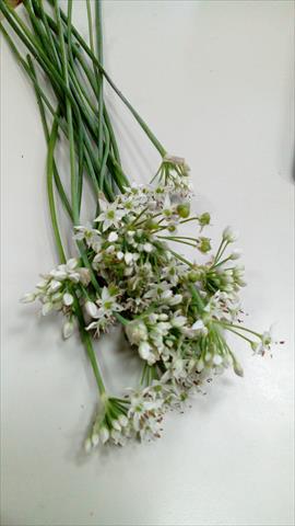 韭菜花 產品圖片（圖片編號 369410）