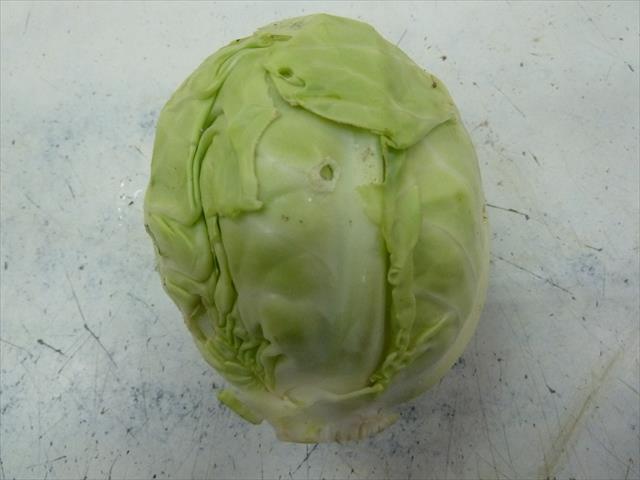甘藍(高麗菜) 產品圖片（產品編號 330528）